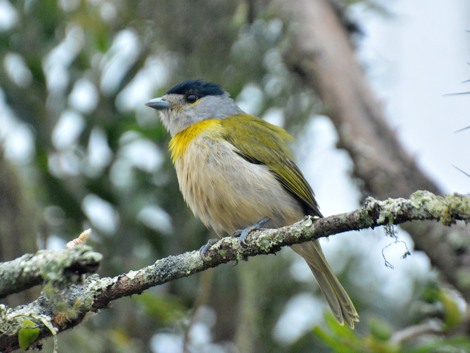 image Green-backed Becard